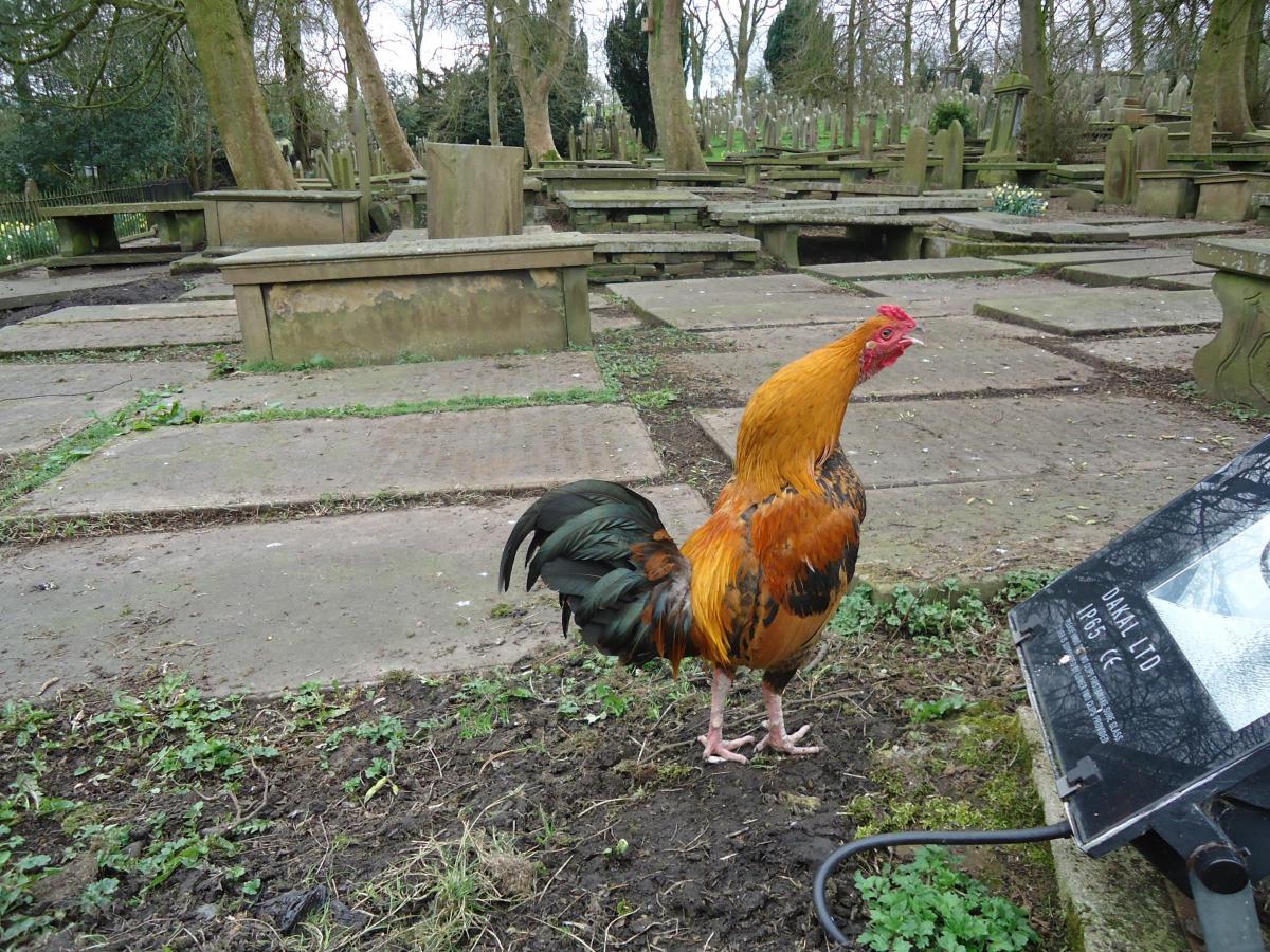 Image result for chickens in bronte parsonage cemetery